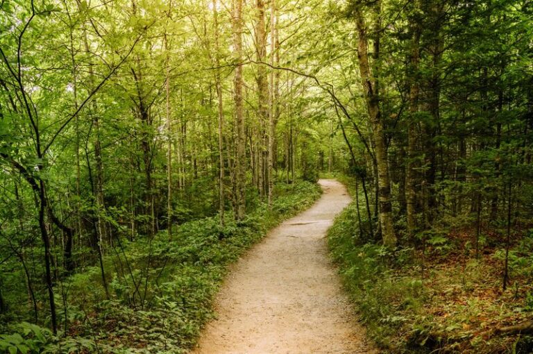 Hiking trail through forest