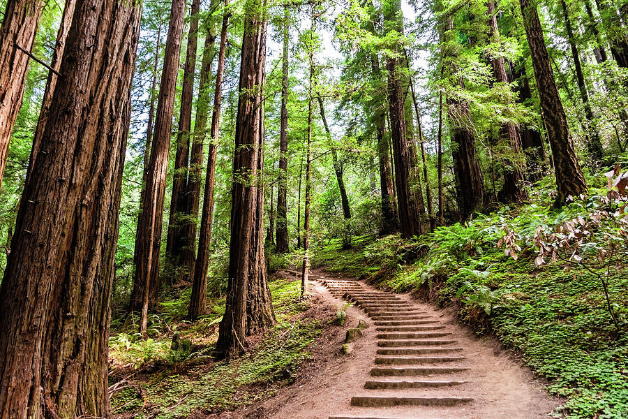 Hiking trail through nature